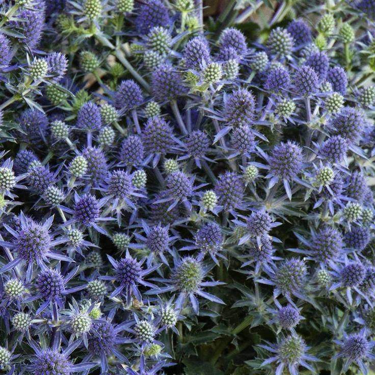 Blue Eryngo 200 seeds - Vesta Market