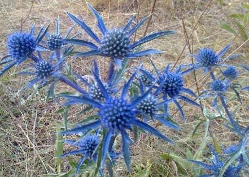 Blue Eryngo 200 seeds - Vesta Market