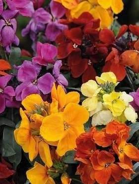 Cheiranthus Cheiri Wallflower 100 seeds - Vesta Market
