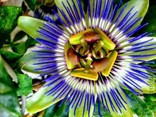Bluecrown Passionflower 50 seeds - Vesta Market