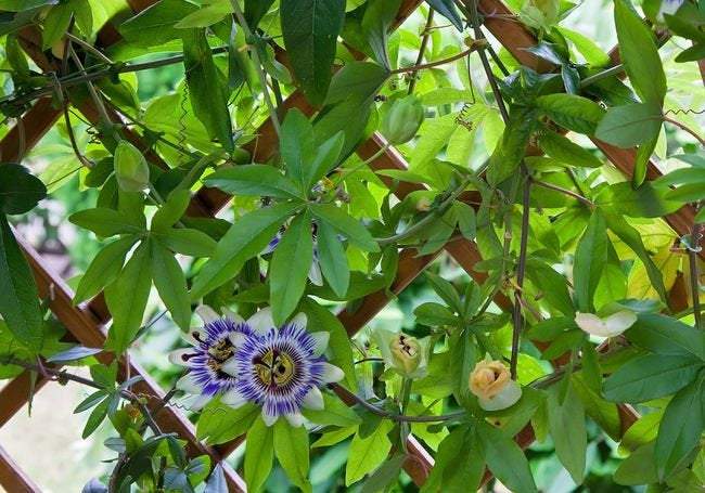 Bluecrown Passionflower 50 seeds - Vesta Market