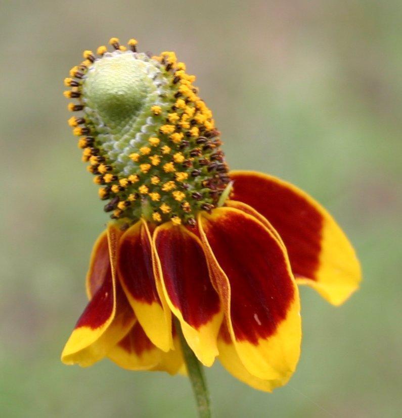 Ratibida Flower Seeds Vesta Market