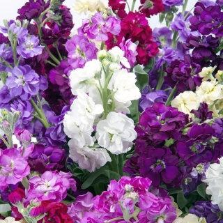 Garden Stock Mixed Colors 200 seeds - Vesta Market