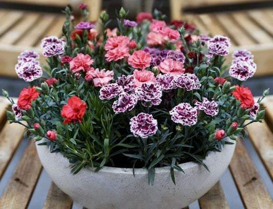 Carnation Seeds - Vesta Market
