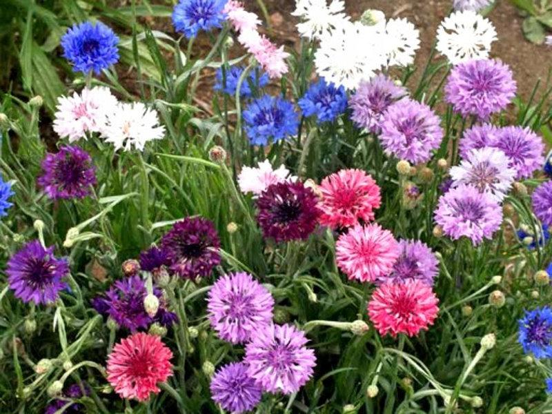 Cornflower Mix Colors - 100 seeds - Vesta Market