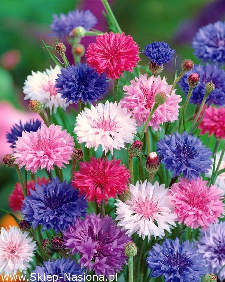 Cornflower Mix Colors - 100 seeds - Vesta Market