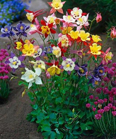 Colorado Blue Columbine 400 mixed colors seeds - Vesta Market