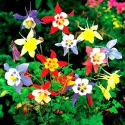 Colorado Blue Columbine 400 mixed colors seeds - Vesta Market