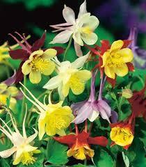Colorado Blue Columbine 400 mixed colors seeds - Vesta Market