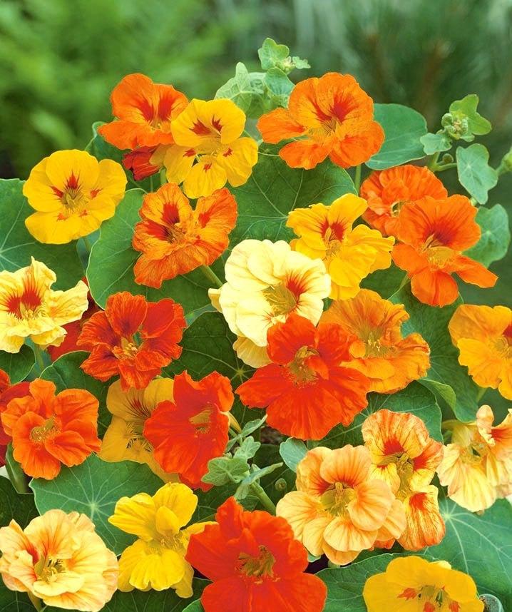 Garden Nasturtium Mixed Colors 50 seeds - Vesta Market