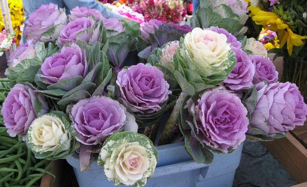 Decorative Stalk Sunrise Cabbage - 10 seeds - Vesta Market