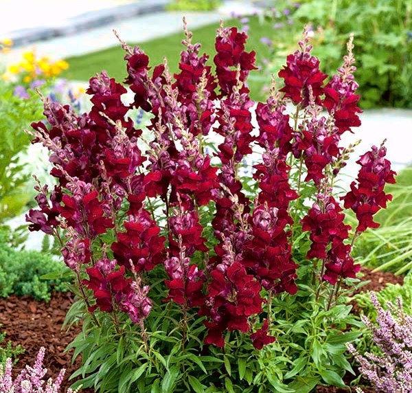 Snapdragon Tall Carmine 100 Seeds Vesta Market