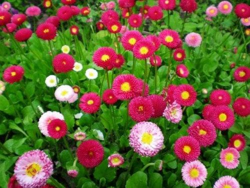 Daisy Full Mixed Colors 100 seeds - Vesta Market