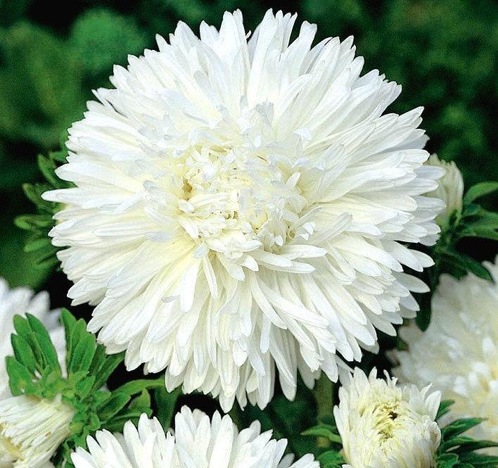 Aster Tall Paeony Stanisław 200 seeds. - Vesta Market