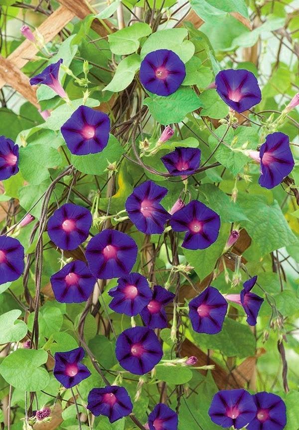 Morning Glory Grandpa Ott's 30 seeds - Vesta Market