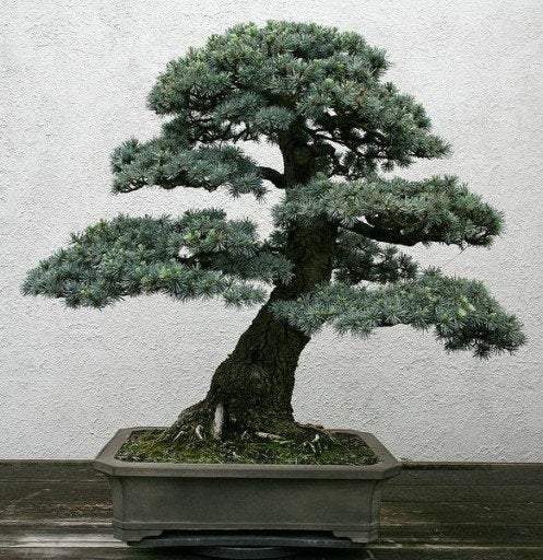 Cedrus Atlantica 3 seeds - Vesta Market