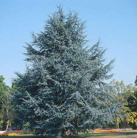 Cedrus Atlantica 3 seeds - Vesta Market
