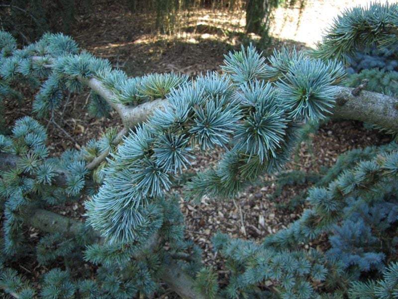 Cedrus Atlantica 3 seeds - Vesta Market