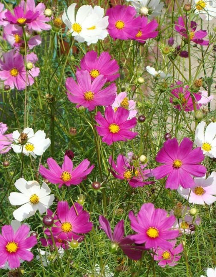 Garden Cosmos Mix Colors - 100 seeds - Vesta Market
