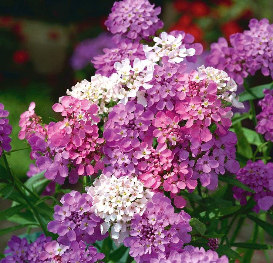Candytuft Flower Pink 50 seeds - Vesta Market
