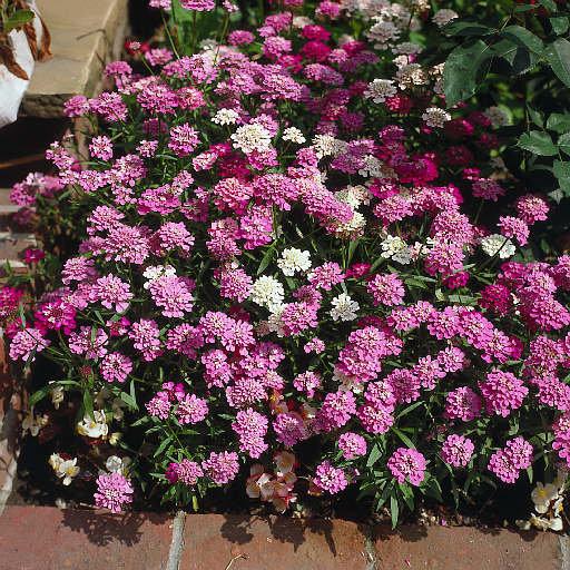 Candytuft Flower Pink 50 seeds - Vesta Market