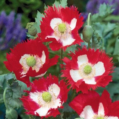 Poppy Danish Flag 100 seeds - Vesta Market