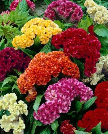 Common Cockscomb Mixed Colors 50 Seeds - Vesta Market