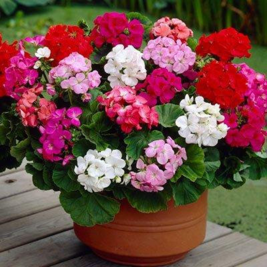 Beautiful Geranium Hortorum Mixed colors 10 seeds - Vesta Market