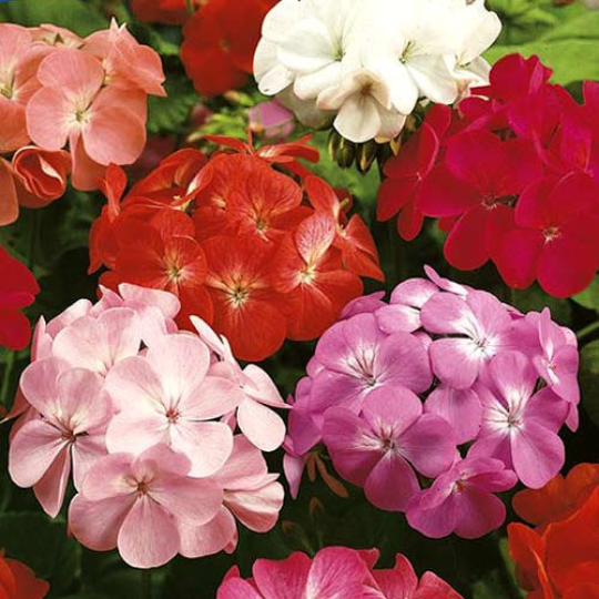 Beautiful Geranium Hortorum Mixed colors 10 seeds - Vesta Market