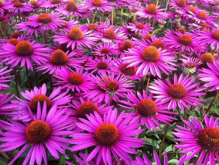 Echinacea Purpurea 100 seeds - Vesta Market