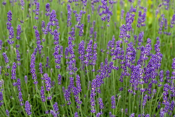 Medical Lavender 200 seeds - Vesta Market