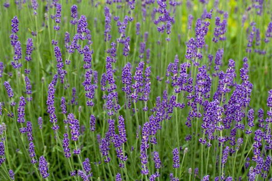 Medical Lavender 200 seeds - Vesta Market