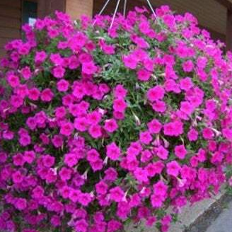 200 seeds PINK Petunia Seeds - Vesta Market