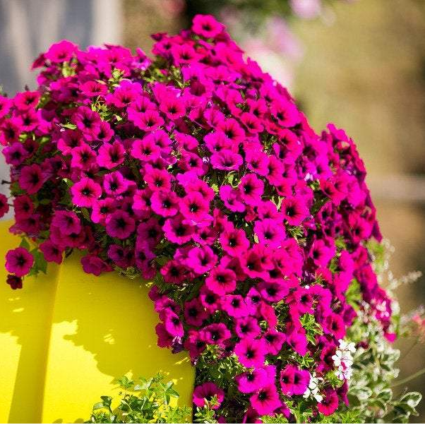 200 seeds PINK Petunia Seeds - Vesta Market
