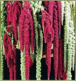 Amaranth Mixture 1000 seeds - Vesta Market