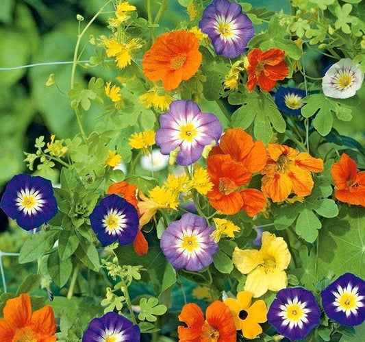 Climbing Plants Mix 50 seeds - Vesta Market