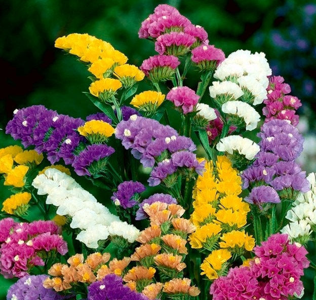 Wavyleaf Sea Lavender (Limonium sinuatum) – 50 Seeds Mix Colors
