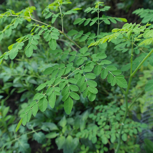 Moringa 5 seeds for planting Moringa oleifera - Vesta Market
