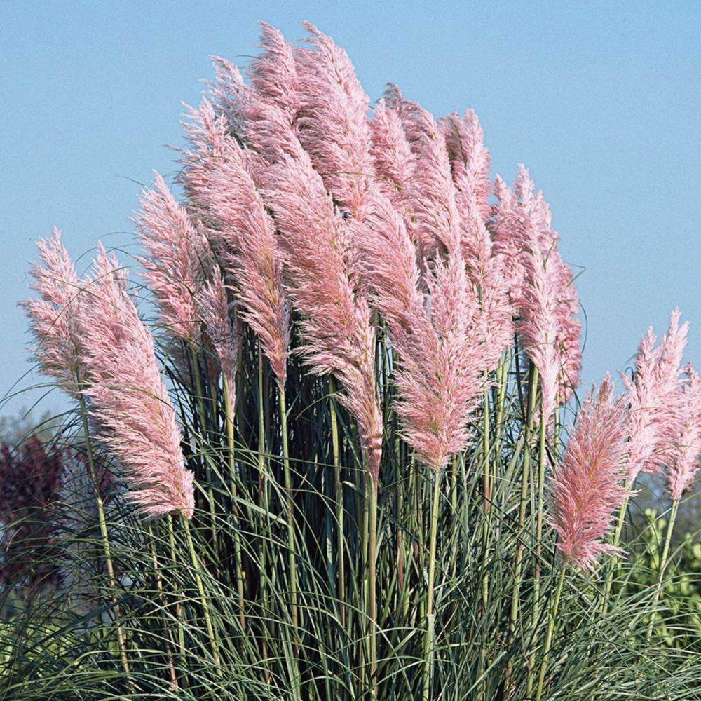 PINK Pampas Grass 20 seeds - Vesta Market