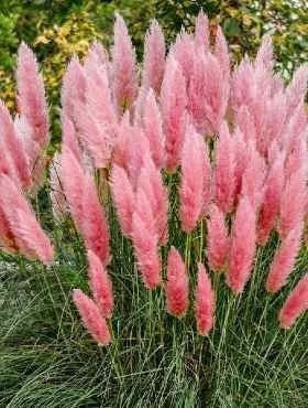 PINK Pampas Grass 20 seeds - Vesta Market