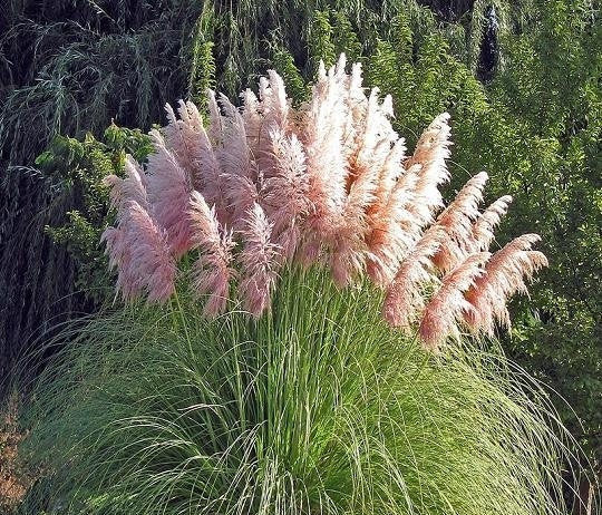 PINK Pampas Grass 20 seeds - Vesta Market