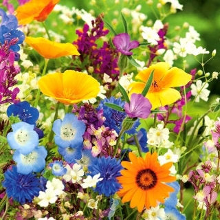 Bees Attracting Flower Mix 500 seeds - Vesta Market