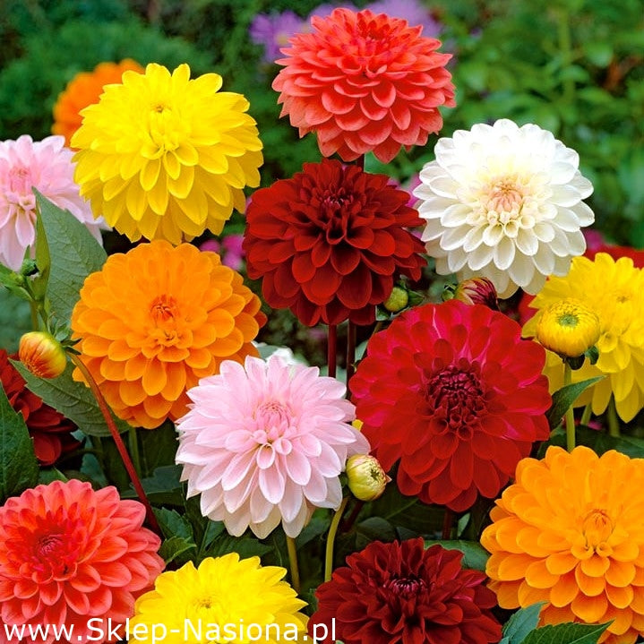 Dahlia Flower Mixed Colors 50 Seeds - Vesta Market