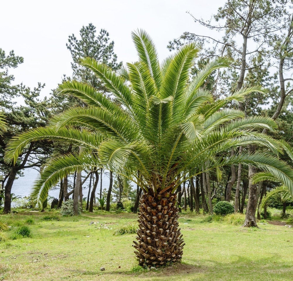 Phoenix Canariensis Palm Tree 5 seeds - Vesta Market