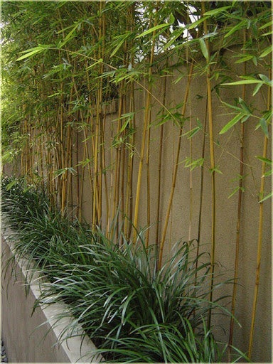 Bamboo Plant 5 seeds - Vesta Market