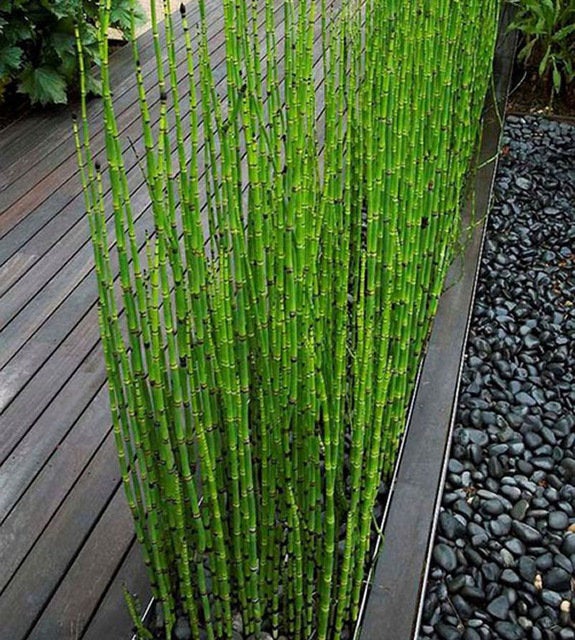 Bamboo Plant 5 seeds - Vesta Market