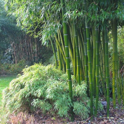 Bamboo Plant 5 seeds - Vesta Market