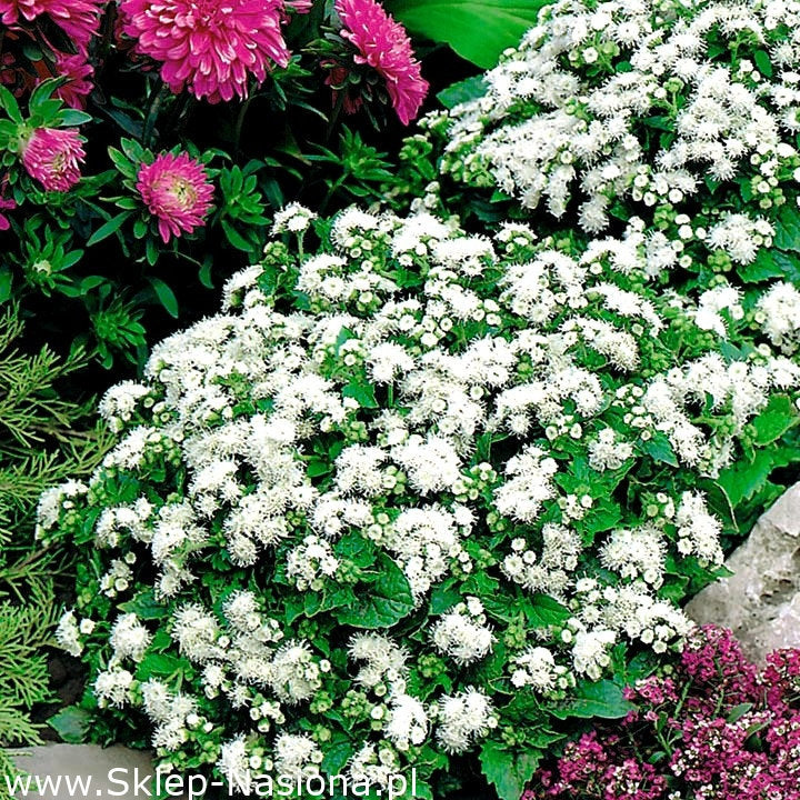 Bluemink White - Ageratum houstonianum - 200 seeds - Vesta Market