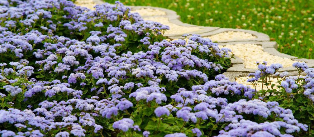 Bluemink Blue - Ageratum houstonianum - 200 seeds - Vesta Market