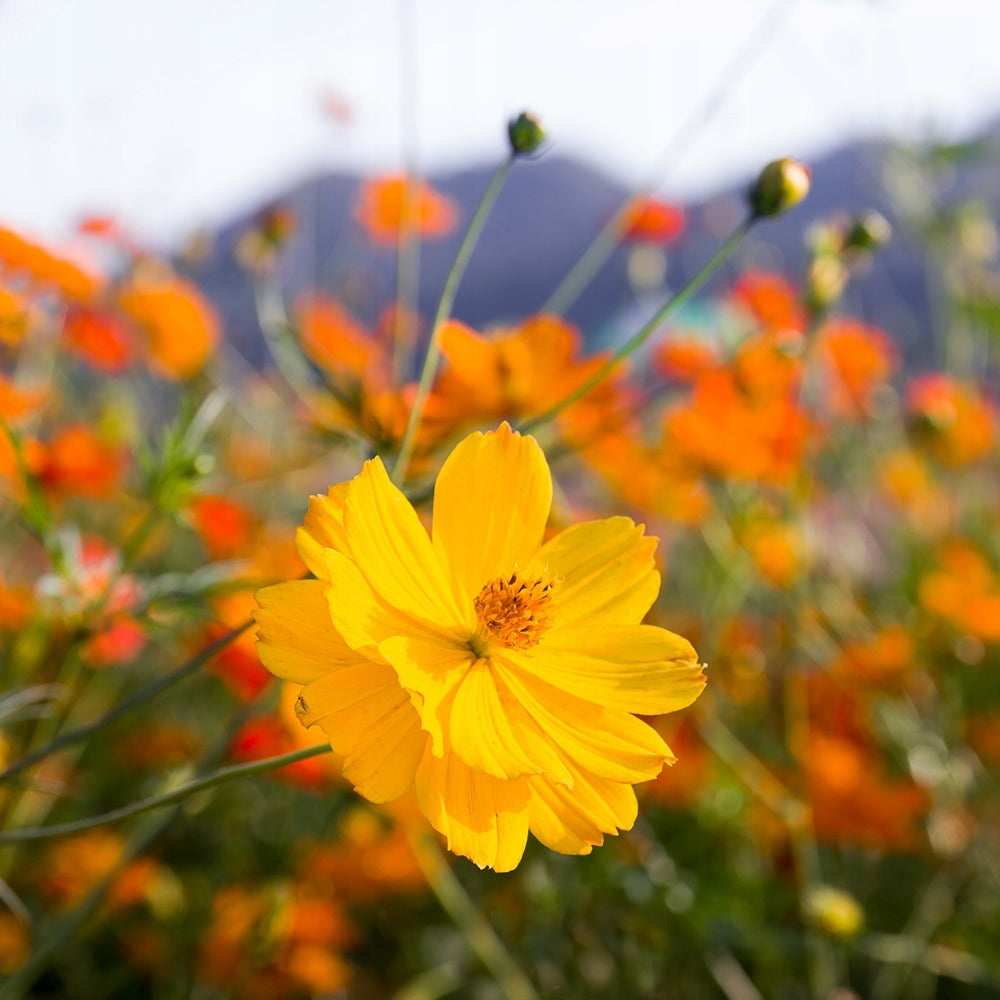 Sulfur Cosmos mixed colors 100 Seeds Vesta Market